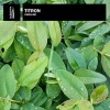 Titron - Acapulco