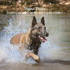Ultimate Piano Relaxation、Waterfall Sounds、Pets Total Relax - Calm Cadence for Canines