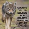 Natural Sounds、Natural Sounds Selections、Zen Sounds - Arctic Serenade