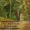 Natural Sounds、Natural Sounds Selections、Zen Sounds - Nocturnal Whispers