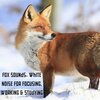 Natural Sounds、Natural Sounds Selections、Zen Sounds - Dingo's Delight