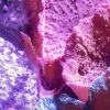 The Sleep、Sleep Miracle、Noise Factory - Careless's