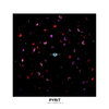Pyrit - Know Me Better Than Me