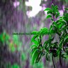 Lluvia Torrencial、Lluvias Para Dormir Tranquilo、Sonido de lluvia - Lluvia Suave Para Calmar la Ansiedad del Día