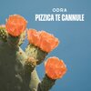 Odra - Pizzica te cannule