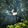 Corder - forest 1