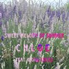 craig lucas、Chloe Spinks - Sweet Melody of Summer (feat. Craig Lucas)