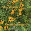 Patrick DeVille - Gentle Heart
