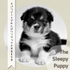 The Sleepy Puppy - Under One Roof