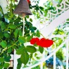 羽肿 - Neighbor's Garden