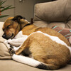 The Sound of the Rain、Relaxation Music For Dogs、Music for Dogs Playlist - Dogs' Sleep Soothed by Rain