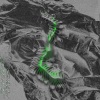 GUAN - Vagus