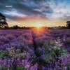Whake - Lavender