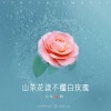沉醉 - 山茶花读不懂白玫瑰