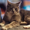 Chill Lounge、Cat Music Therapy、Cat Music Hour - Midnight Jazz Whiskers Unveiled