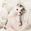 Acoustic Jazz Chillax、Music for Cats TA、Catching Sleep - Soulful Meows Unleashed