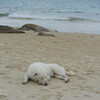 Oceanografers、Calm Music、Dog Music TA - Calm Serenade for Dogs