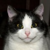 Sunrise Flames Fire Sounds、Korean Chill、Music For Cats - Fireside Purr A Feline Retreat
