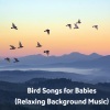 Baby Beethoven、Natural Sounds Selections、Zen Sounds - Avian Lullaby