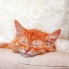 Classic Relaxing Jazz、Cool Cats 1940s Jazz、Catching Sleep - Soft Jazz For Furry Dreamers
