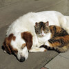 The White Noise Zen & Meditation Sound Lab、Pet Music、Calming Music For Pets - Symphony of the Soothing Meadow