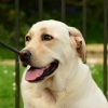 Rained、Big Ordo、The Dog Music Legends - Rain's Cadence for Tail Wags