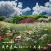 杨崇辉 - 花开忘忧