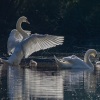 Labrador - Lago De Cisnes