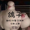 言无期 - 鸽子