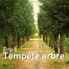 Musique pour dormir - Bruit Tempête Arbre