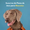 Pianoramix、Musicoterapia para el cuidado de mascotas mascotas tranquilas、Academia de Música《Preludio De Mascotas》[MP3/LRC]