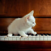 Fire Place Sounds、Piano Cat、Cat Music Hour - Whisker-Swaying Piano Echoes