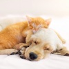 Rain and Chill、The Calm Music Crew、Pet Music Therapy - Soft Beats Pet Paws