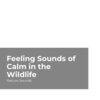 Nature Sounds、Sleep Sounds of Nature、Nature Sounds Nature Music - River in the Wilderness