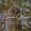 Monday Morning Jazz Playlist、Jazz for Dogs、Dog Music Zone - Tail-Wagging Tempos