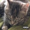 Tier - Answers (Explicit)