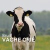 Musique pour dormir - Bruit Vache Crie