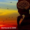 Bird Sound Collectors - Bird Sounds