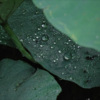 雪落静听 - 你身边永是我