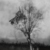 Acey Ace - Lycaon