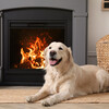 Shining Blaze Fire Sounds、Afternoon Chill Out、Songs for Dogs to Sleep To - Ember Dog Whispers