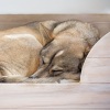 Loopable White Noise、Tibetanian、Music For Your Dog - Pawprints in Noise's Embrace