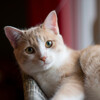 Mr. Jello、Calming Noises、Catching Sleep - Cat's Lofi Bliss