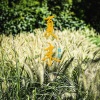 韩红 - 夏末