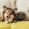 Ocean Pianos、Sleepy Piano Turtle、Calm Pets Music Academy - Furry Friends' Relaxation with Melodies
