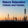 Ambient Nature White Noise - Cricket Concert in a Field