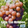 Uun - Raisin Titan Melodious