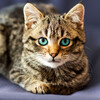 Lofi Night Drives、Cat Music Hour - Feline Eyes Close Gently