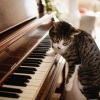 One Audience Piano、Piano for cats、Sleep Cat - Feline Elegance Piano Melody