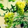 Uun - Tensan